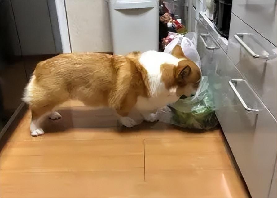 华兴宠物(wù)
