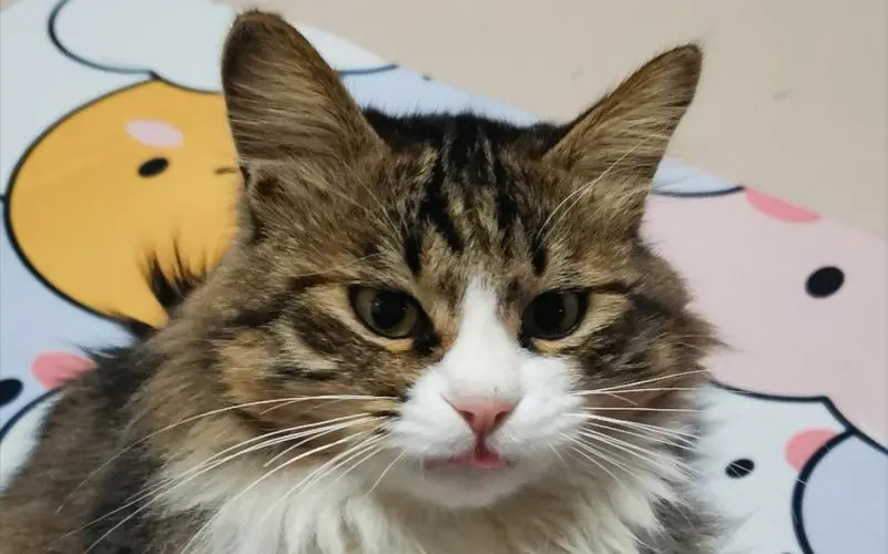 华兴宠物(wù)