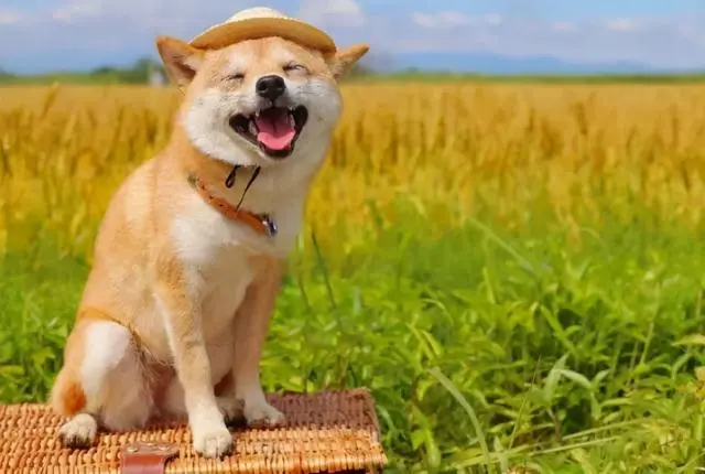 华兴宠物(wù)