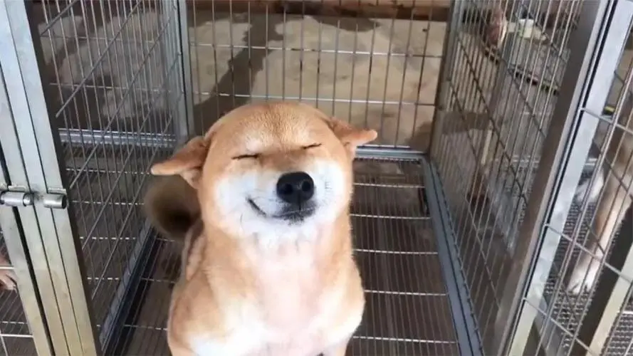 华兴宠物(wù)