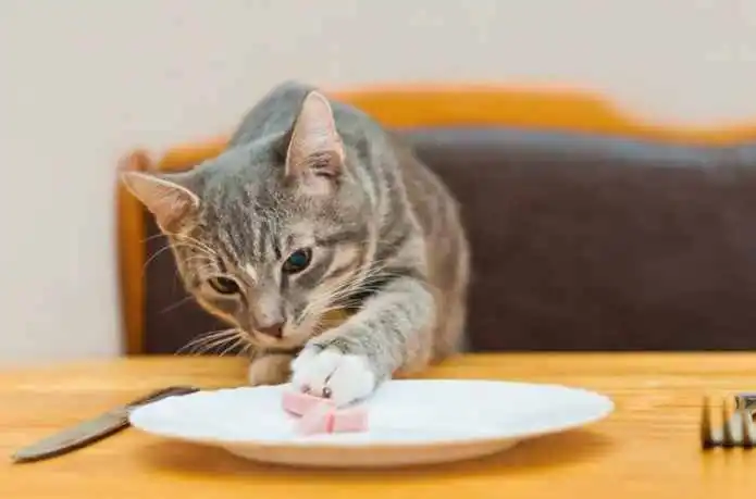 华兴宠物(wù)