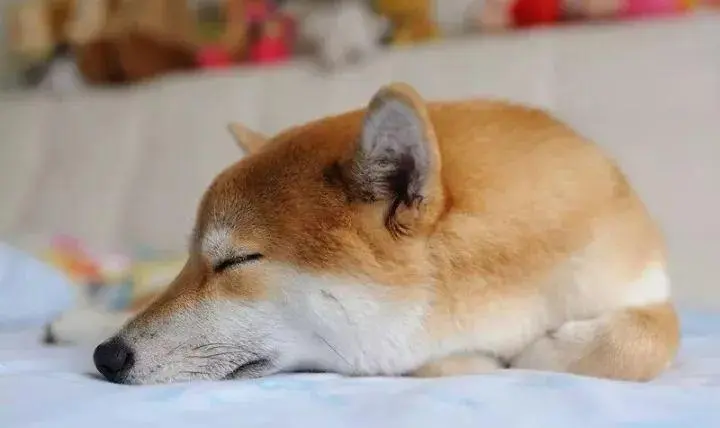 华兴宠物(wù)