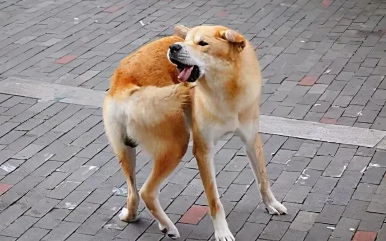 华兴宠物(wù)