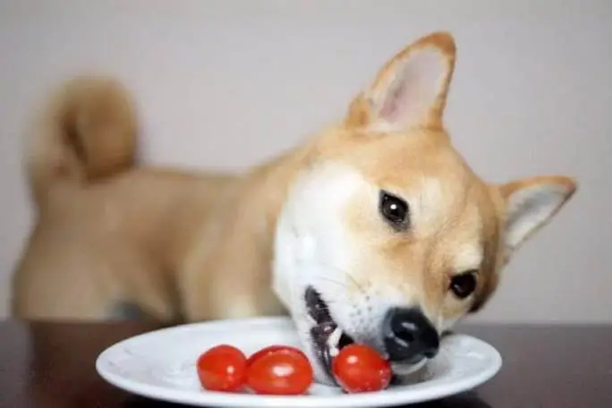华兴宠物(wù)