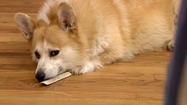 华兴宠物(wù)