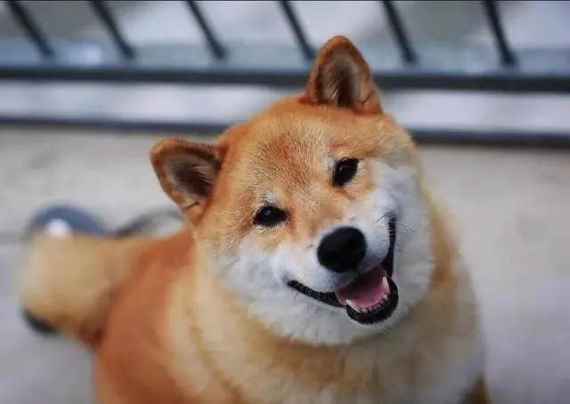华兴宠物(wù)