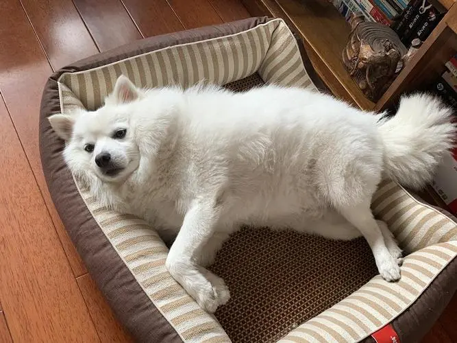华兴宠物(wù)