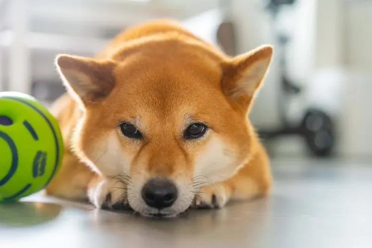 华兴宠物(wù)
