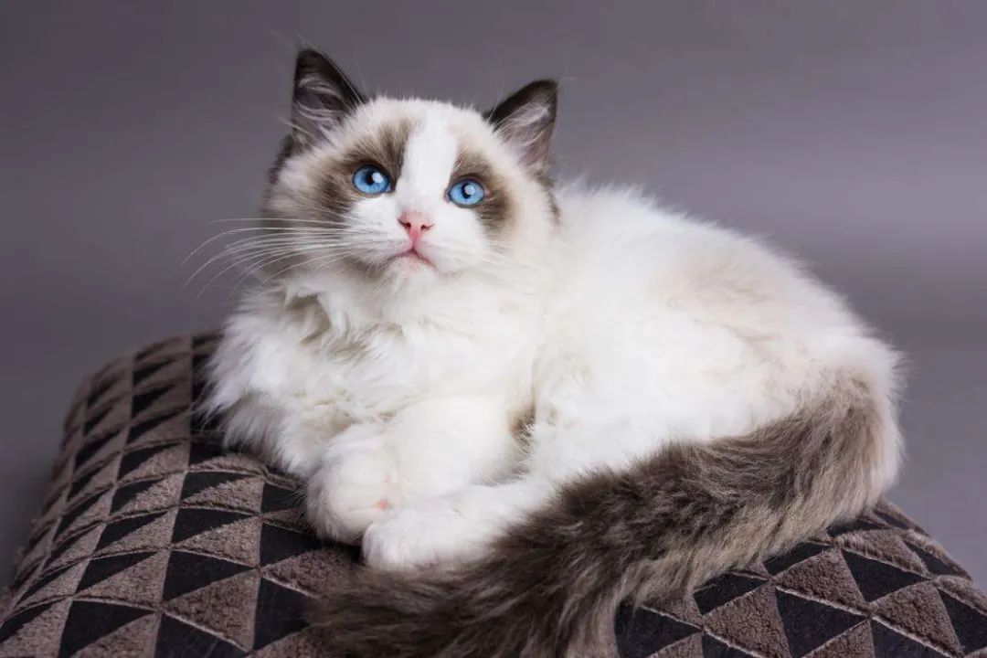 温顺的猫有(yǒu)那些品种你知道吗