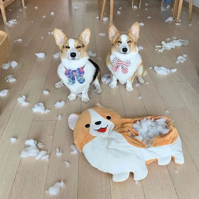 华兴宠物(wù)