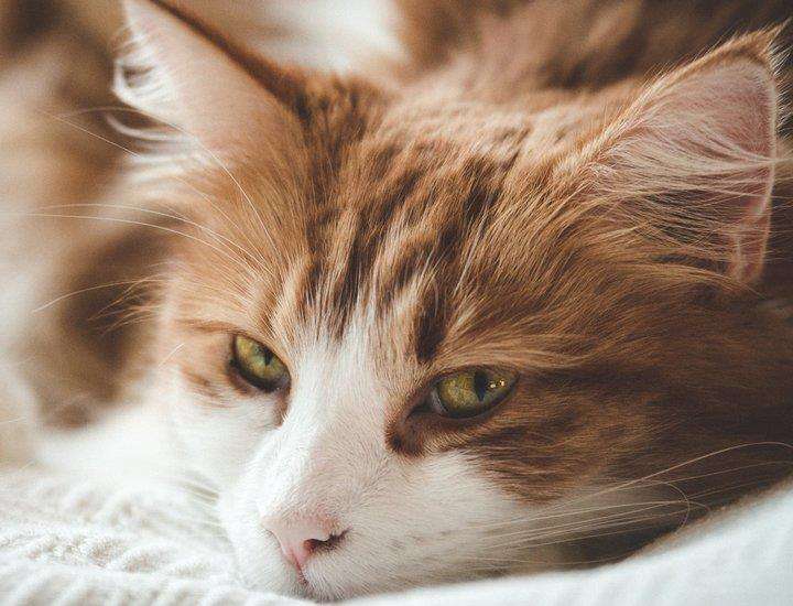 面对坏脾气的猫咪我们该怎么办(bàn)呢(ne)？