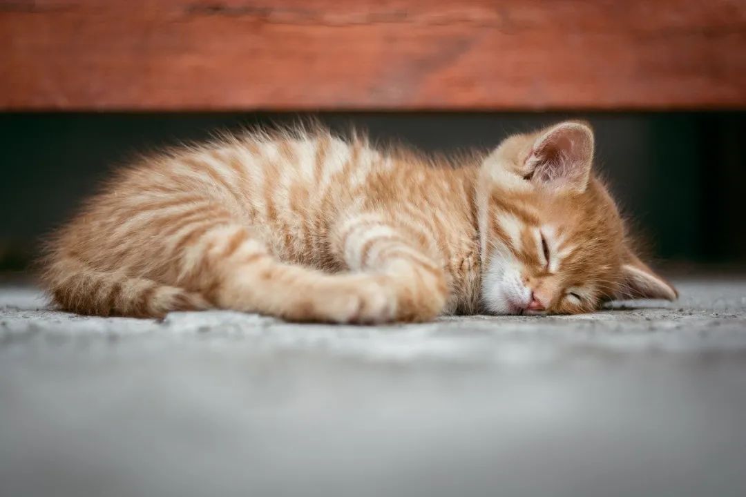 猫咪一生分(fēn)為(wèi)5个阶段，应该如何才能(néng)更好的抚养？