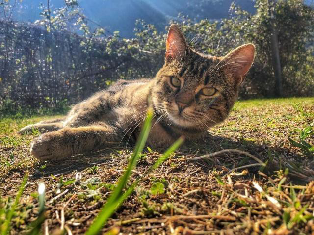 猫咪在春天容易感冒，平时应该注意什么呢(ne)？