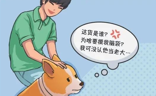 华兴宠物(wù)