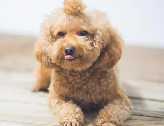 泰迪多(duō)大算成犬，饲养泰迪应该有(yǒu)哪些注意事项呢(ne)