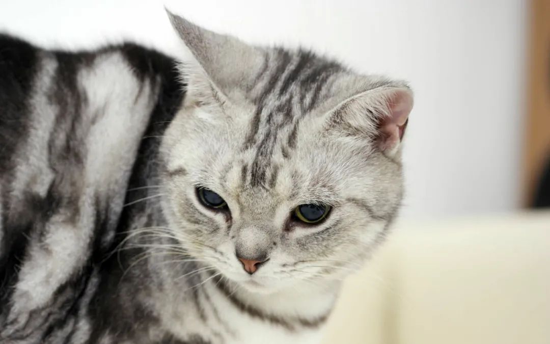 猫咪為(wèi)什么会怕水？