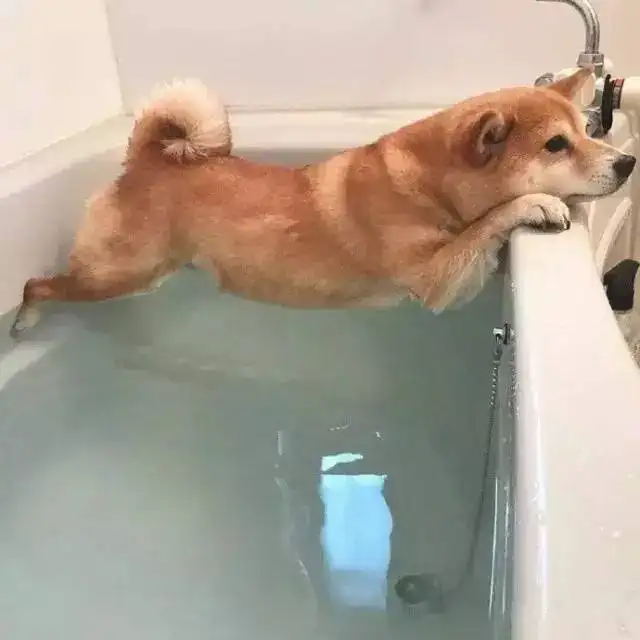 华兴宠物(wù)