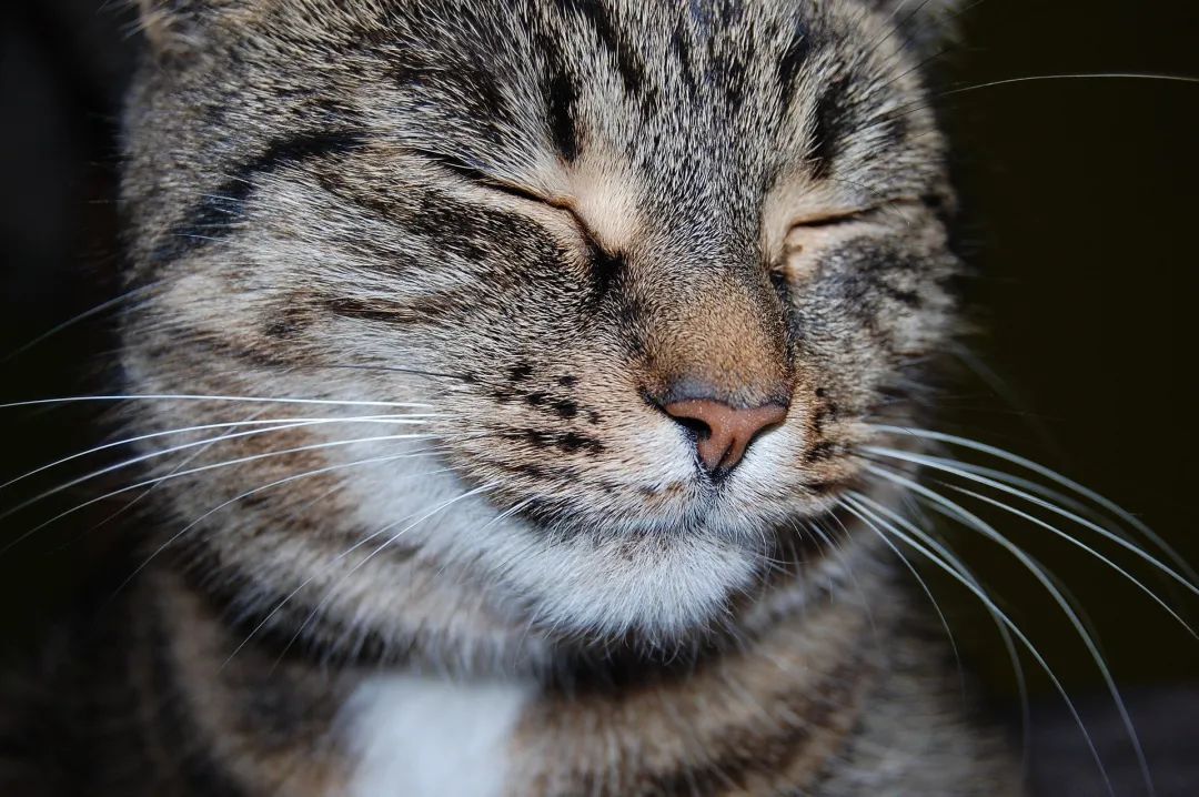 哪些原因会导致猫咪食欲不振呢(ne)？
