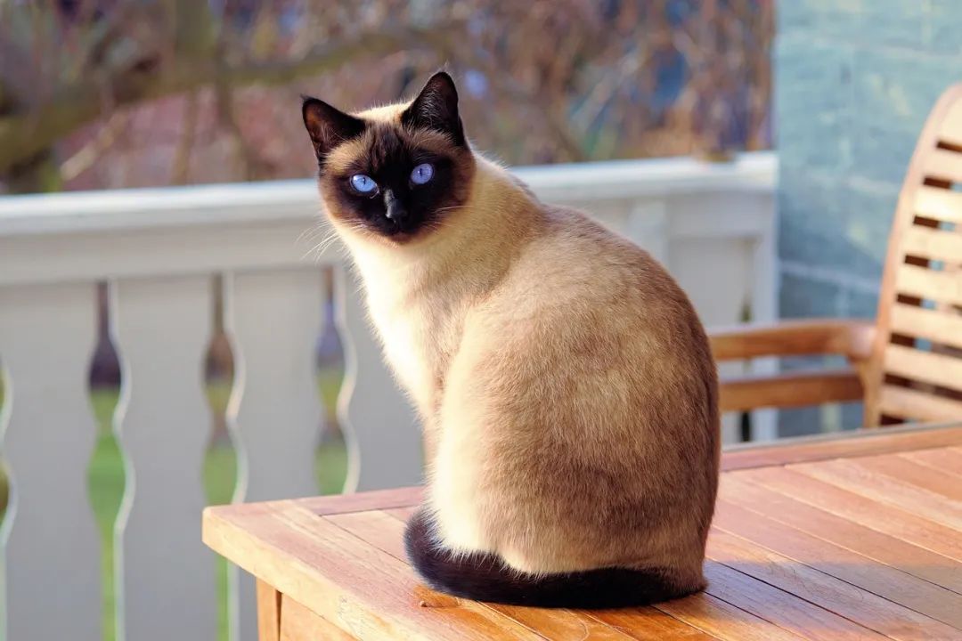 猫咪也会抑郁吗？猫咪感到孤独的几个表现，你家猫有(yǒu)吗？