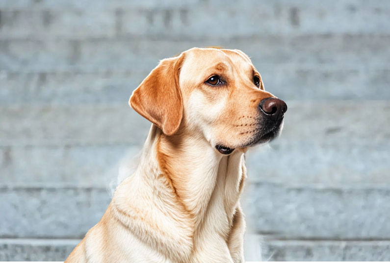 拉布拉多(duō)犬好养吗？看完它的优缺点你就知道了