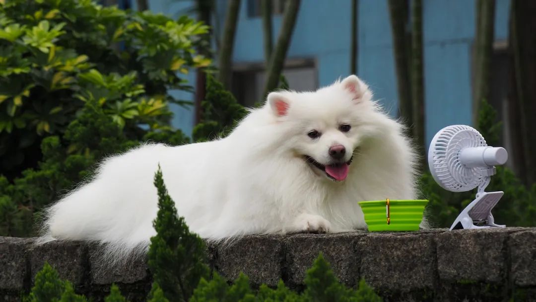 华兴宠物(wù)