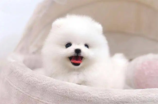 新(xīn)手第一次养狗,如何喂养两个月的幼犬