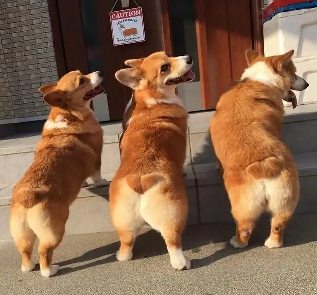 华兴宠物(wù)