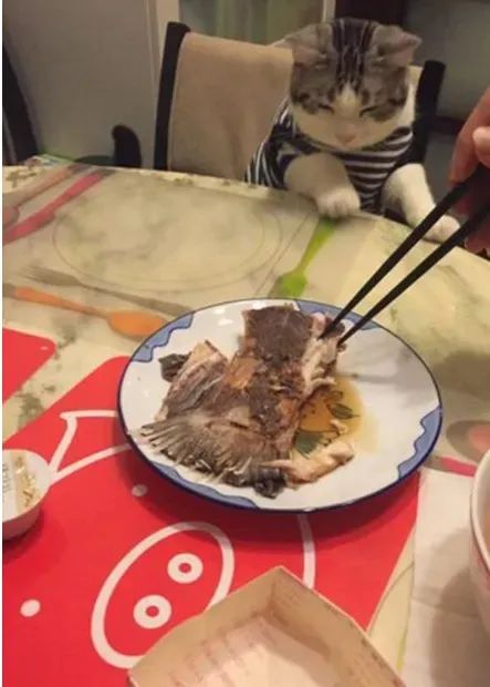 华兴宠物(wù)