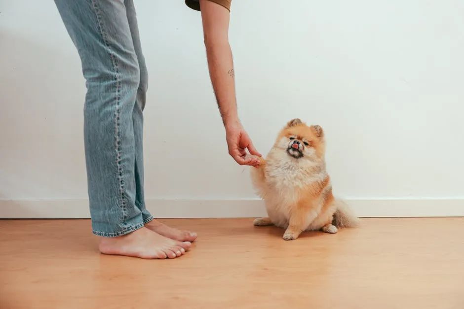 华兴宠物(wù)