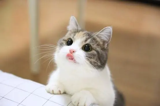 华兴宠物(wù)