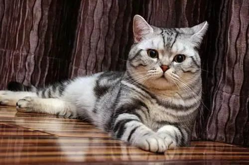 美國(guó)短毛猫