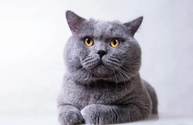 英國(guó)短毛猫