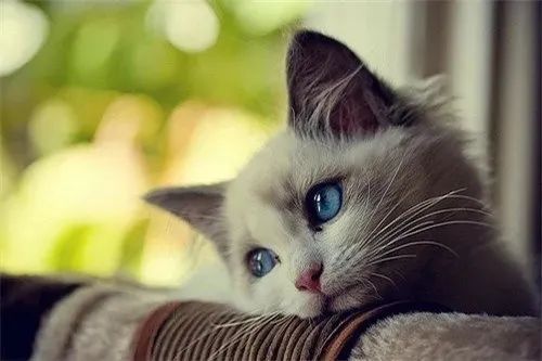 猫咪求你抱抱是信任你？很(hěn)多(duō)人都误会了